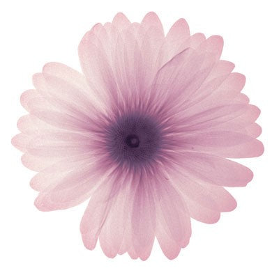 Pink Petals by Anon Wall Art Décor 6 x 6 Art Print