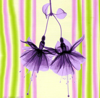 Bridal Veil in Lilac Shimmer by Anon Wall Art Décor 6 x 6 Art Print