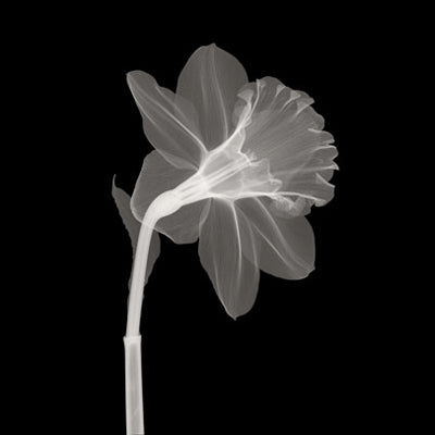 Veiled Blossom Anonymous Abstract Floral Art Print - 12x12 " Wall Decor
