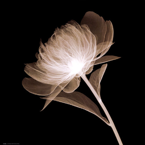 Full Bloom Sepia by Anon Wall Art Décor 12 x 12 Art Print