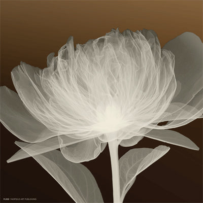 Full Bloom Awakening by Anon Wall Art Décor 8 x 8 Art Print