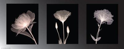 Champagne Floral Trio by Anon Wall Art Décor 8 x 20 Art Print