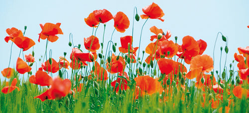 Poppy Field by Jan Lens Wall Art Décor 9 x 19 3/4 Art Print