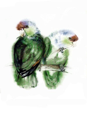 Amazona Aestiva Blaukappen-Amazonen Art Print by Werner Vogel - 15 ¾ x... Wall Décor