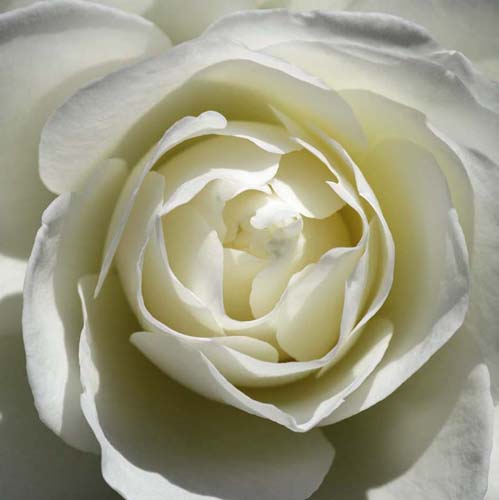 White Rose by Laurent Pinsard Wall Art Décor 19 3/4 x 19 3/4 Art Print