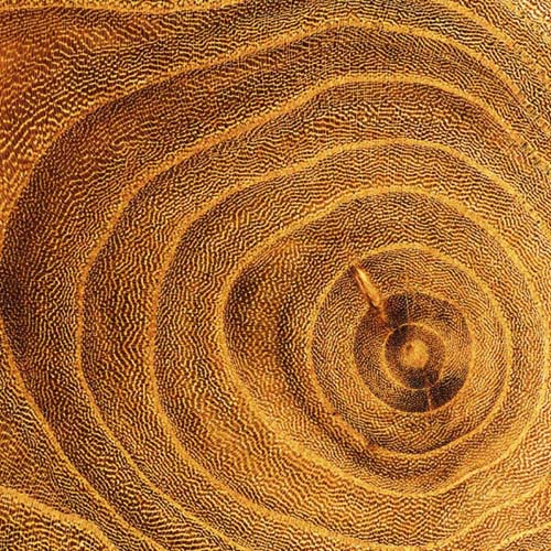 Arboreal Rings II by Laurent Pinsard Wall Art Décor 19 3/4 x 19 3/4 Art Print