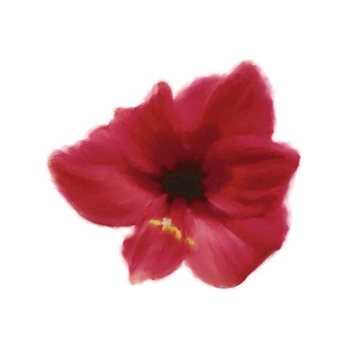Petales Rouges I by Tasmin Phoenix Wall Art Décor 11 3/4 x 11 3/4 Art Print