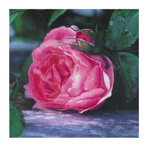 The Rose by Jenny Dreifuss Wall Art Décor 11 3/4 x 11 3/4 Art Print