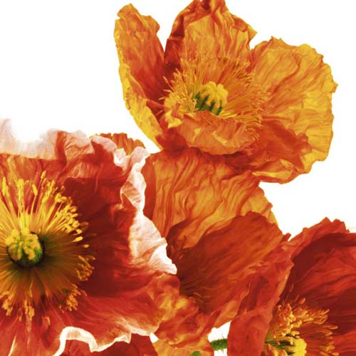 Poppies II by Richard Weinstein - Vibrant Floral Art Print for Home & Office Decor