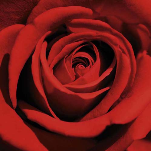 Red Rose Art Print by Laurent Pinsard - Elegant Floral Wall Décor 11.75 x 11.75