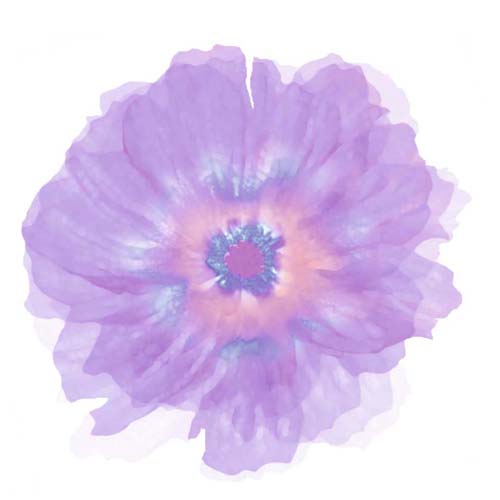 Fleur Violette Art Print by Robin - Elegant Floral Wall Decor 11.75 x 11.75 inch