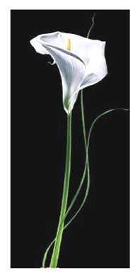 Calla Lily by Andrea Fontana Wall Art Décor 39 1/2 x 19 3/4 Art Print