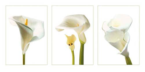 Calla Lilies by Photography Collection Wall Art Décor 19 3/4 x 39 1/2 Art Print