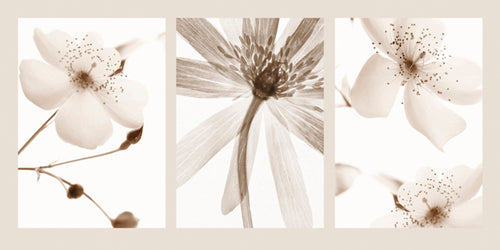 Sepia Floral Art Print by Bryce Atwell & Jay Cowie - Botanical Wall Decor