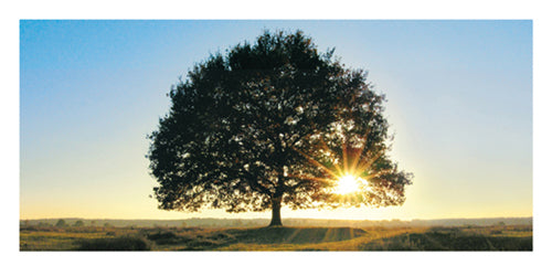 Lonely Tree in De Hoge Veluwe, Netherlands Art Print by Jan Lens - 19.75 x 30 " Wall Decor