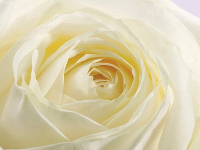Study of a White Rose by Ivor Innes - Elegant Floral Art Print for Home Decor 23.5 x 18.25