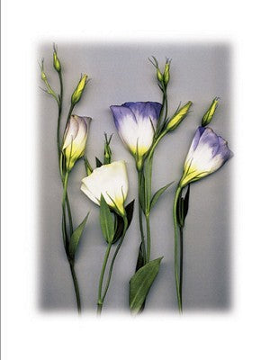 Blue Lizzianthus by Bruce Brown - Floral Wall Art Print for Home Decor