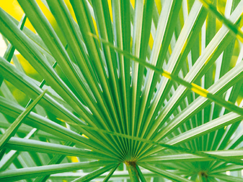 Palm Leaf Art Print by Jan Lens - Tropical Wall Decor 23.5 x 31.5
