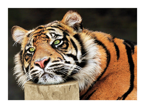 Lazy Tiger Art Print by Tony Wallbank - Large Feline Wall Decor 23.5 x 30.5 inches