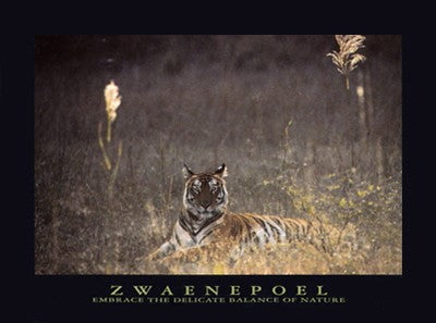 Bengal Tiger Art Print by Jean-Pierre Zwaenepoel - Wildlife Wall Decor 23.5 x 31.5 Inches