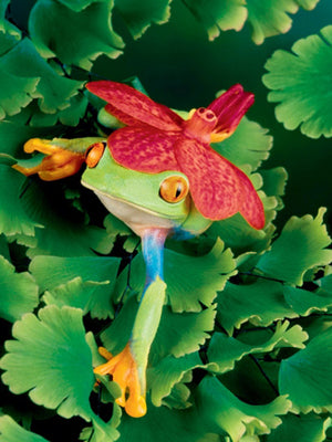 Tree Frog with Orchid by Gail Shumway - Vibrant Nature Art Print 31.5 x 24.5