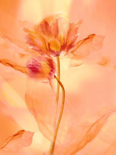 Transparence VII by Robin - Abstract Art Print, 31.125 Wall Decor