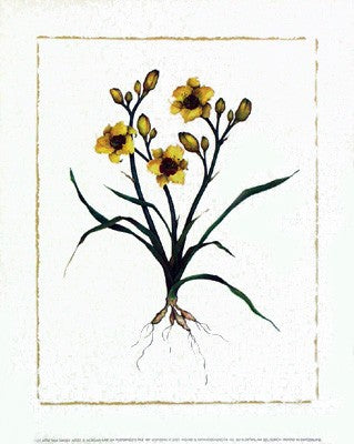 Little Paul Daylily by Morgan Kari Wall Art Décor 11 3/4 x 9 1/2 Art Print