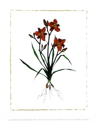 Ruby Throat Daylily by Morgan Kari Wall Art Décor 11 3/4 x 9 1/2 Art Print