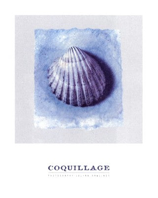 Coquillage Art Print by Julyan Rawlings - Coastal Wall Decor, 11.75 x 9.5