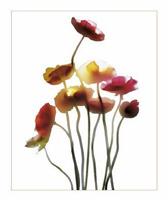 Poppies by Anna Halm-Schudel Wall Art Décor 11 3/4 x 9 1/2 Art Print