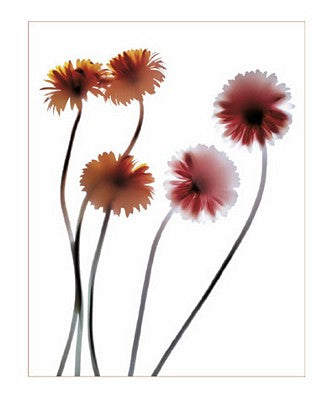 Gerbera by Anna Halm-Schudel Wall Art Décor 11 3/4 x 9 1/2 Art Print