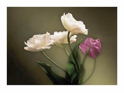 Tulips by Don Mason Wall Art Décor 9 1/2 x 11 3/4 Art Print