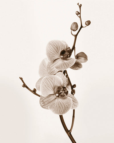 Orchids in Sepia Tones by Jane Butler Wall Art Décor 11 3/4 x 9 1/2 Art Print