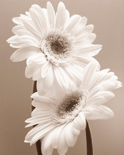 Two Daisies by Carol Sharp Wall Art Décor 11 3/4 x 9 1/2 Art Print