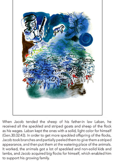 Jacob Tends the Flocks by Shoshanna Brombacher Wall Art Décor 19 x 13 inch