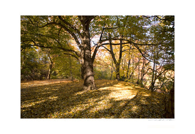 Central Park Tree Art Print by Viktor Balkind - Serene Nature Wall Art for Home & Office