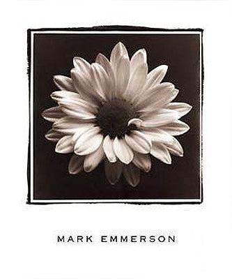 Mary Ann Daisy, Bermuda by Mark Emmerson Art Print - Wall Art Décor