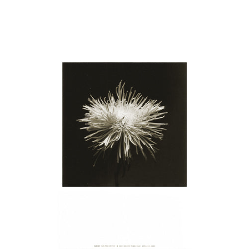Flower Series I by Walter Gritsik - Modern Floral Wall Art for Home & Office Decor