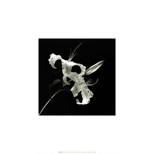 Art Print: Flower Series II by Walter Gritsik | Abstract Floral Wall Art Decor