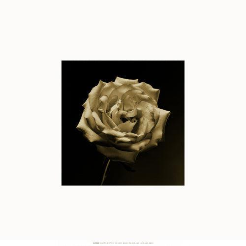 Flower Series III by Walter Gritsik Wall Art Décor 12 x 12 inch Art Print