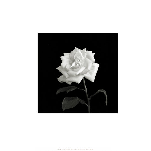 Flower Series VIII by Walter Gritsik - Floral Art Print for Home Decor | 12x12 " Wall Art