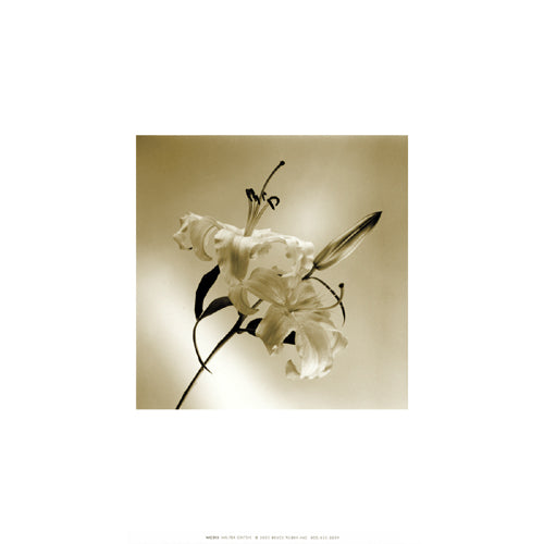Flower Series X by Walter Gritsik - Abstract Floral Art Print | 12x12 " Wall Decor