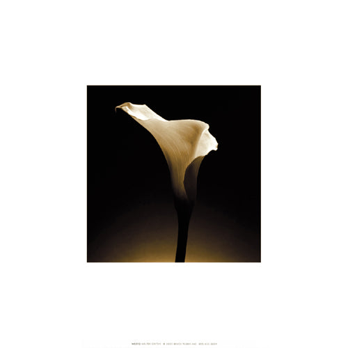 Flower Series XII by Walter Gritsik Wall Art Print - Shop Now for Modern Floral Décor