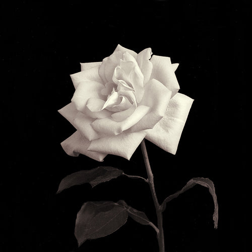 Rose Flower Series VIII Art Print by Walter Gritsik - Wall Art Décor