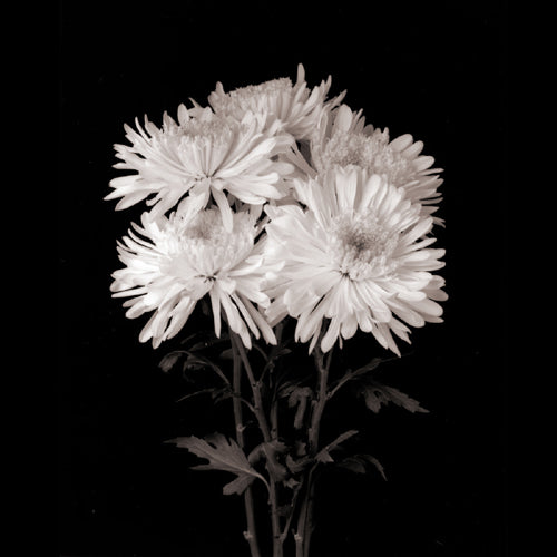 Daisies, Flower Series IX by Walter Gritsik - Floral Art Print for Wall Decor