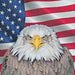 Bald eagle USA framed art home wall decor 19x19 - Modern Memory Design Picture frames - New Jersey Frame shop custom framing