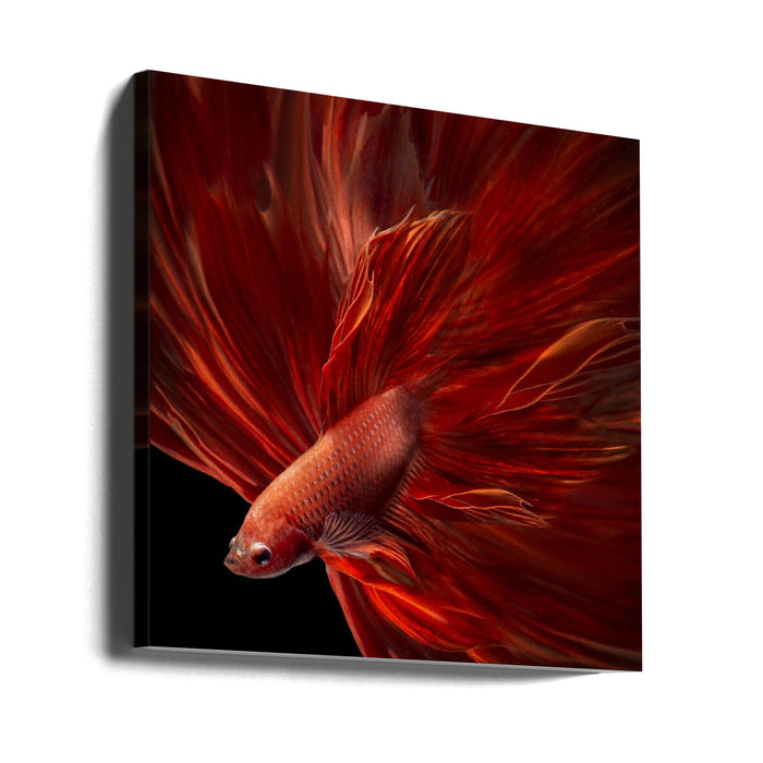 Red Fire Bettafish Square Canvas Art  Antonyus Bunjamin (Abe) 