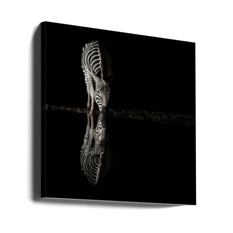 Drinking Zebra by Bart Michiels Square Canvas Print Art for Modern Home Decor. Decorate your office or living room with canvas artwork