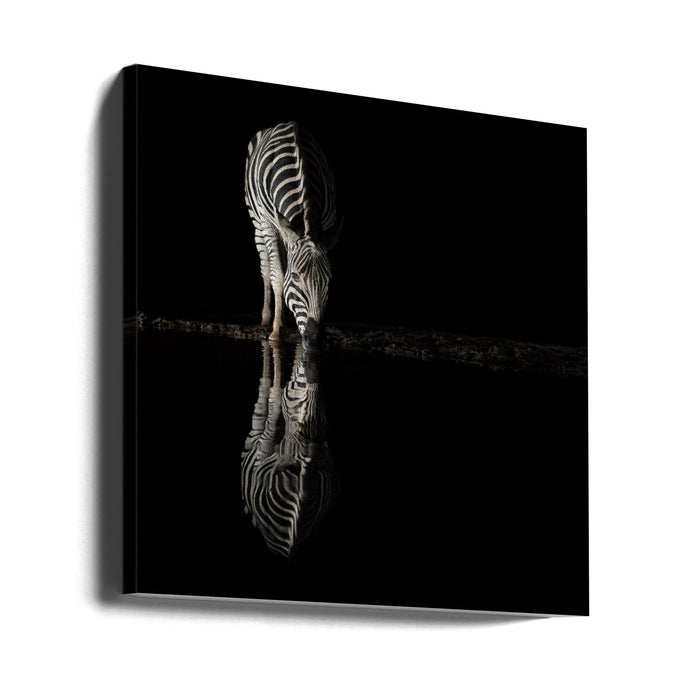 Drinking Zebra by Bart Michiels Square Canvas Print Art for Modern Home Decor. Decorate your office or living room with canvas artwork