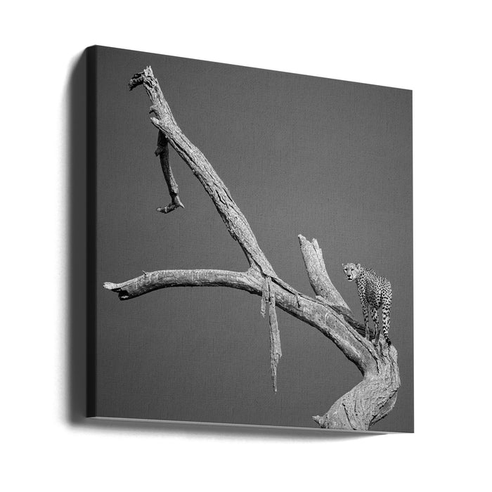 The Climb by Ali Khataw Square Canvas Print Art for Modern Home Decor. Decorate your office or living room with canvas artwork